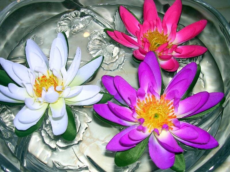 Colorful lotus flowers in water
