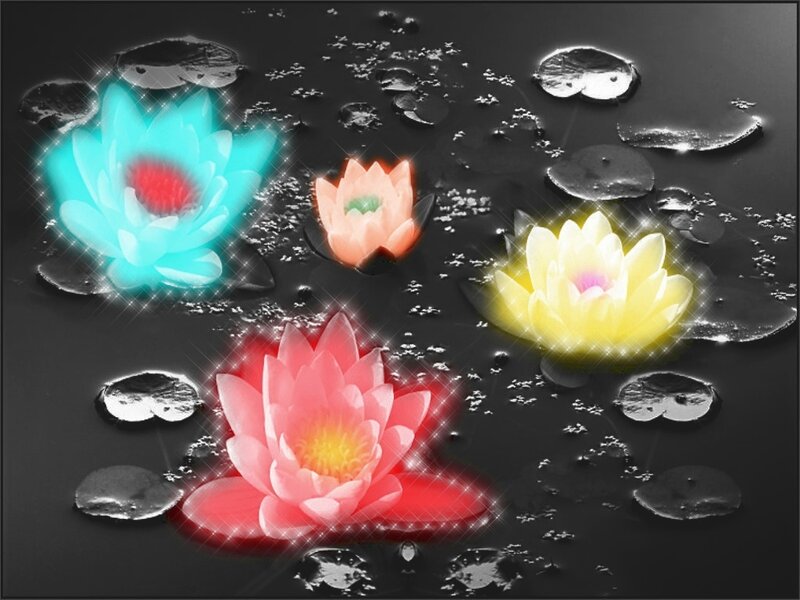 Colorful lotus flowers on water