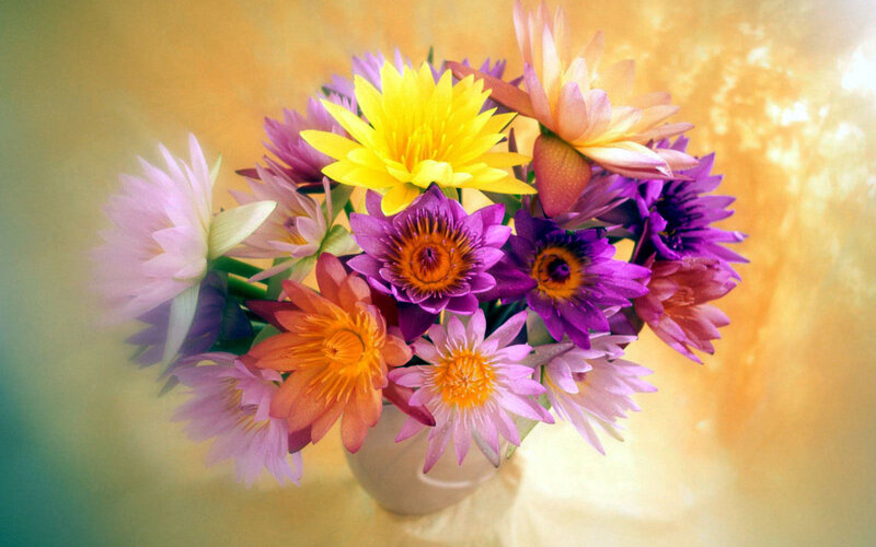 Colorful Lotus Flowers — Yellow, Calm