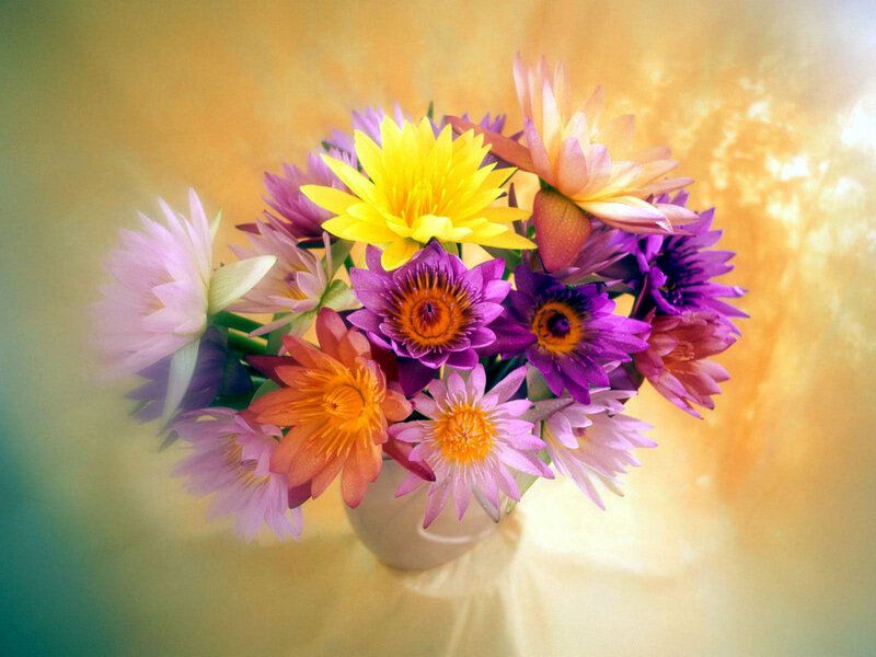 Colorful Lotus Flowers — Yellow, Serene