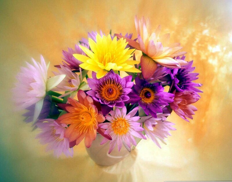 Colorful Lotus Flowers — Yellow