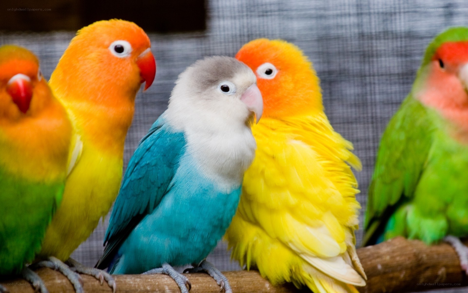 Colorful lovebirds on a branch