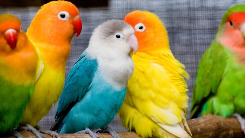Colorful lovebirds on a branch