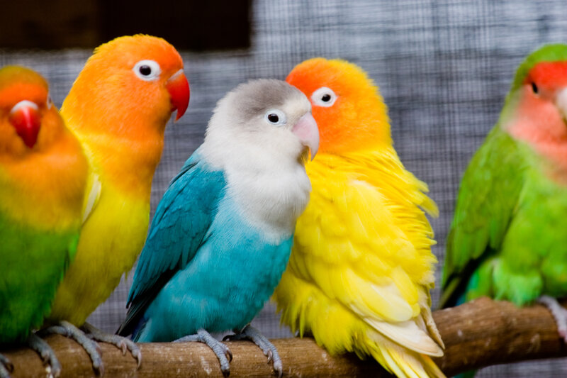 Colorful lovebirds on a branch