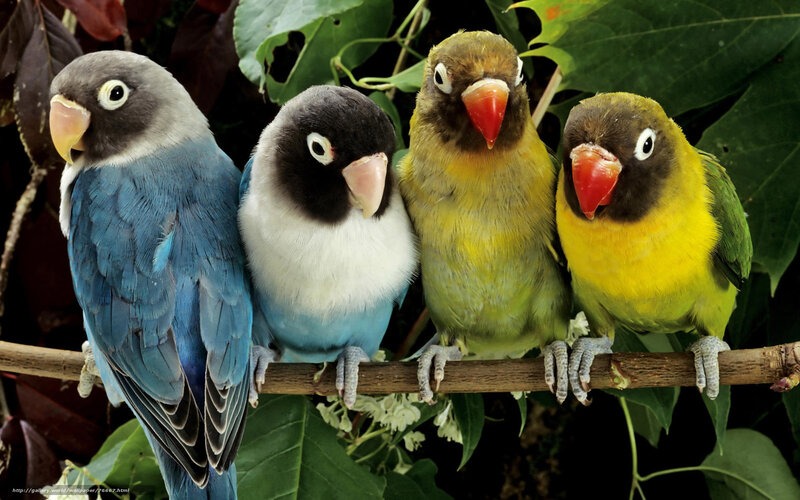 colorful lovebirds on a branch