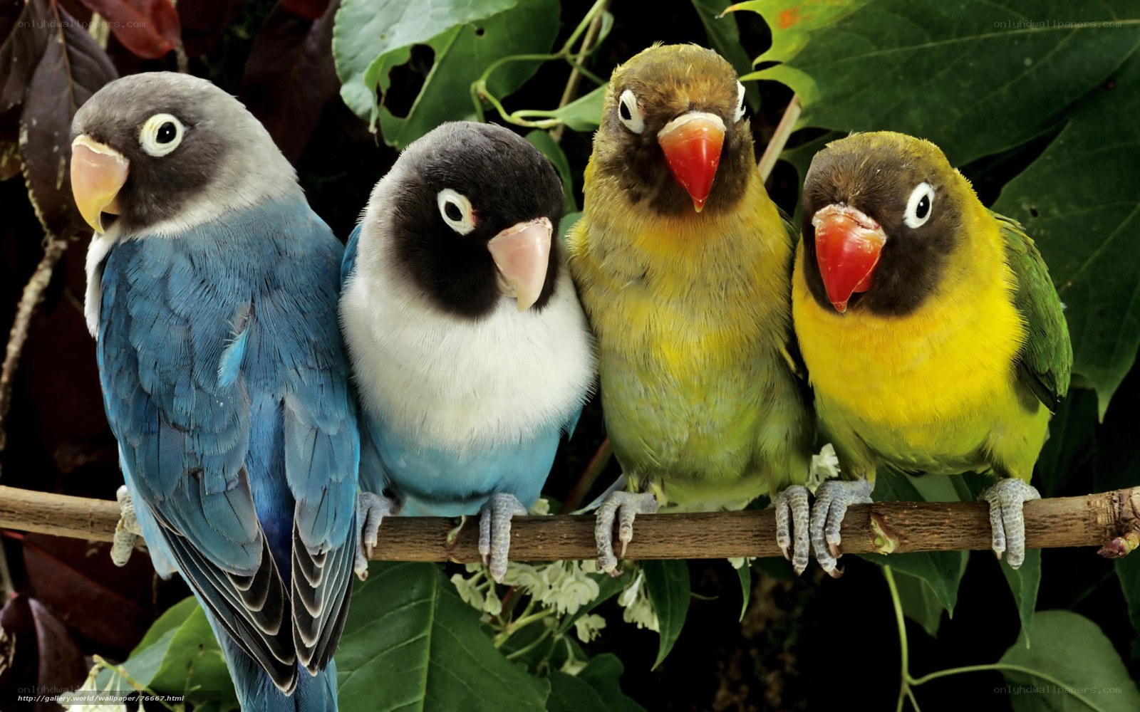 colorful lovebirds on a branch