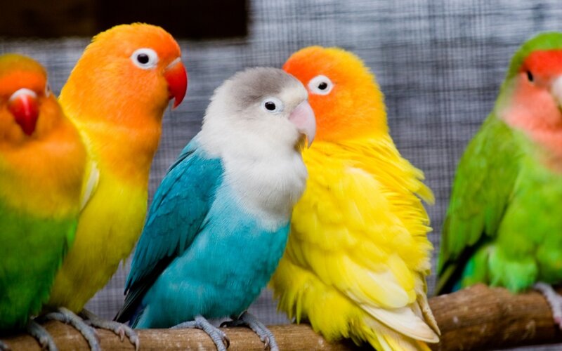 Colorful lovebirds on a perch