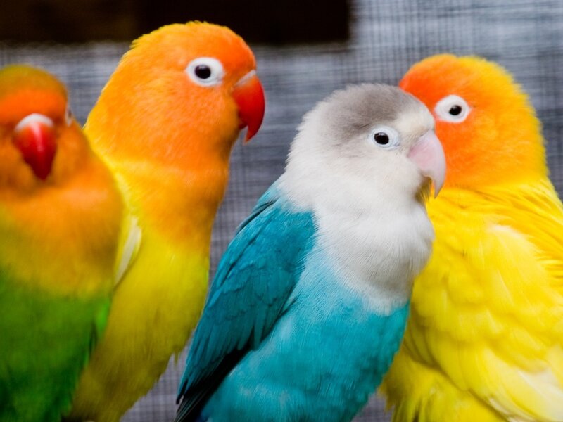 Colorful Lovebirds