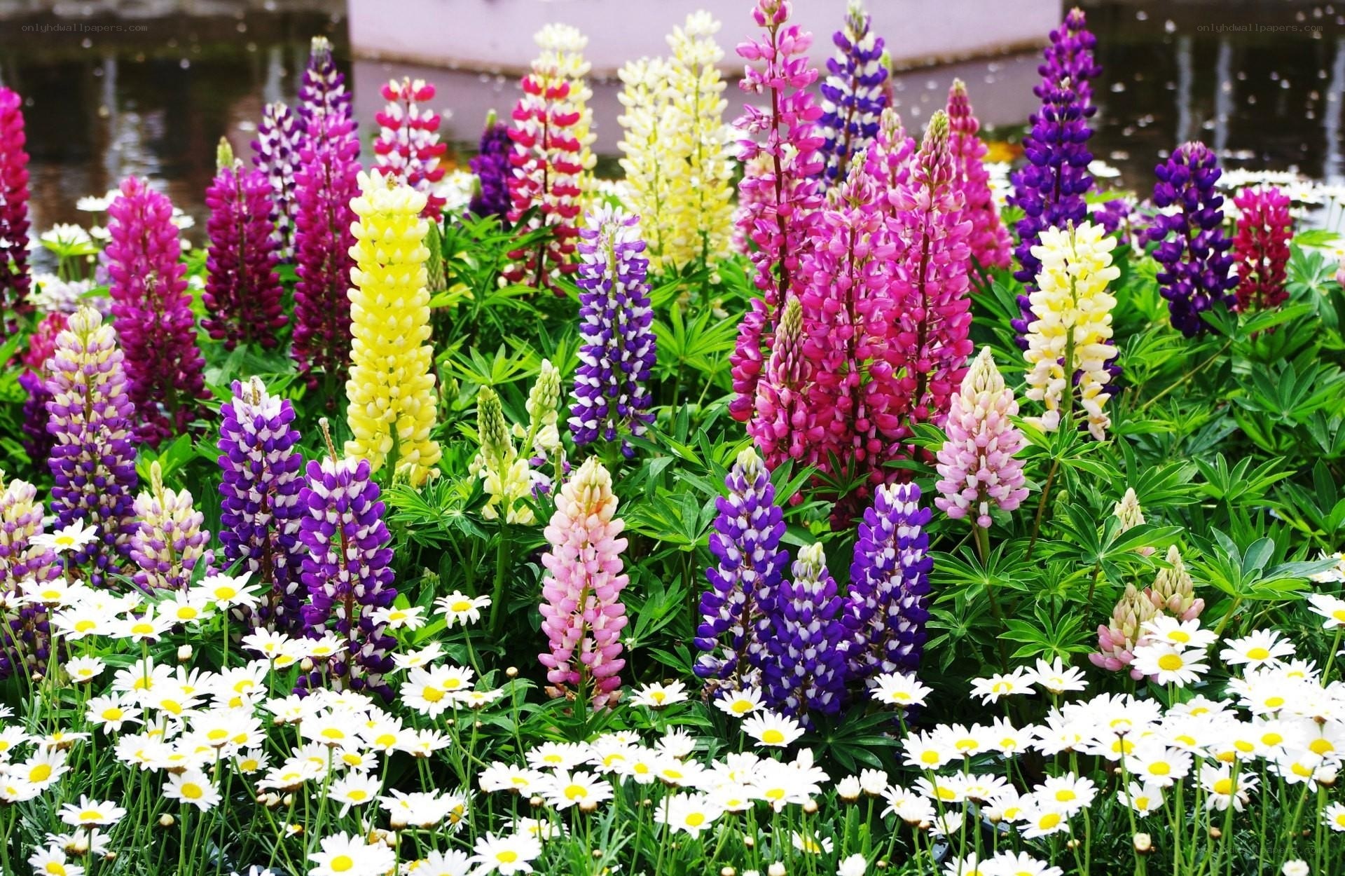 Colorful lupine and daisy garden