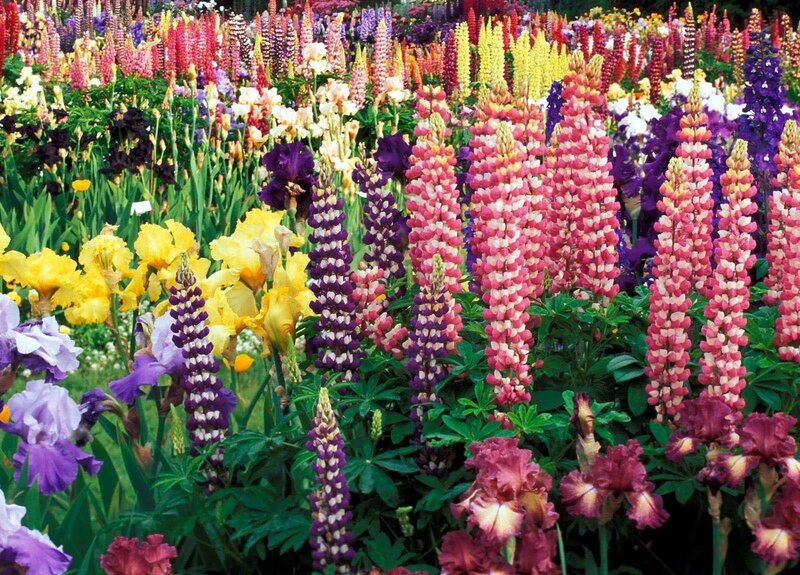 Colorful Lupine and Iris Flowers