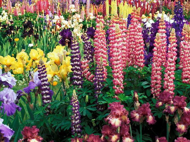 Colorful lupine and iris garden