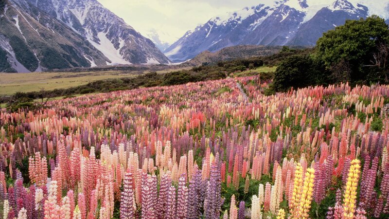 Colorful lupine field in mountains