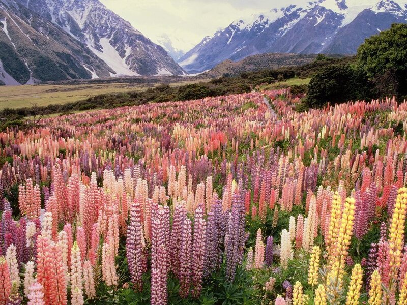 Colorful lupine field in mountains