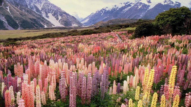 Colorful lupine field in mountains