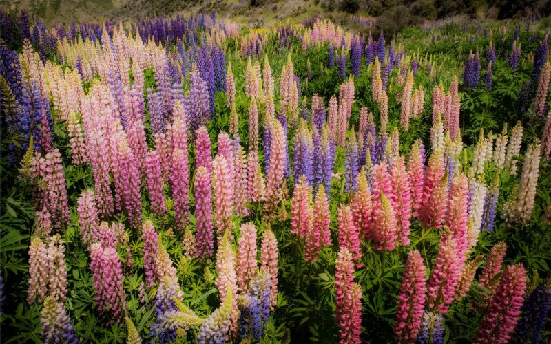 Colorful lupine flower field