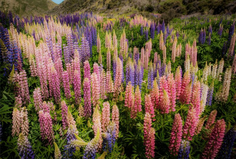 Colorful lupine flower field