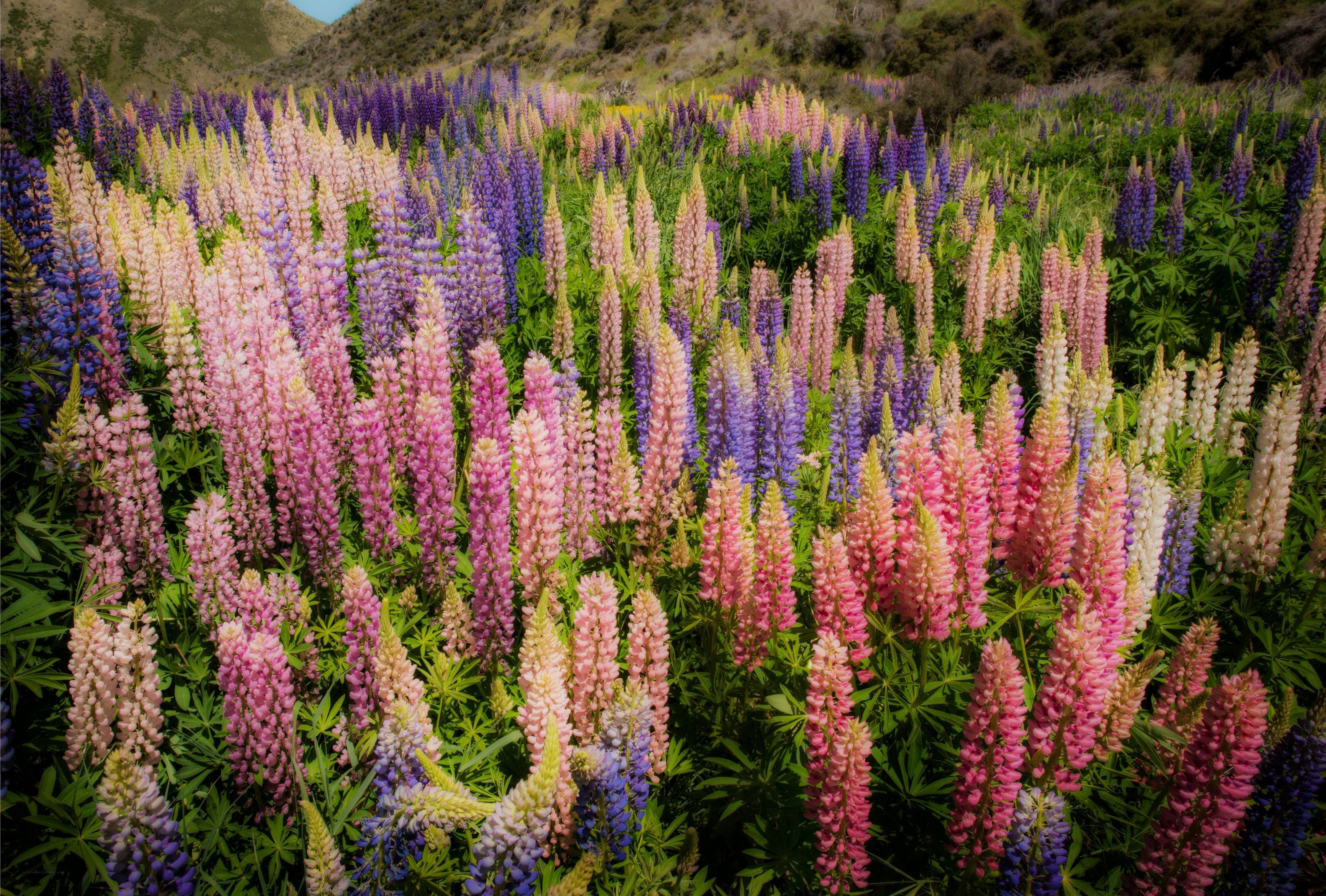 Colorful lupine flower field