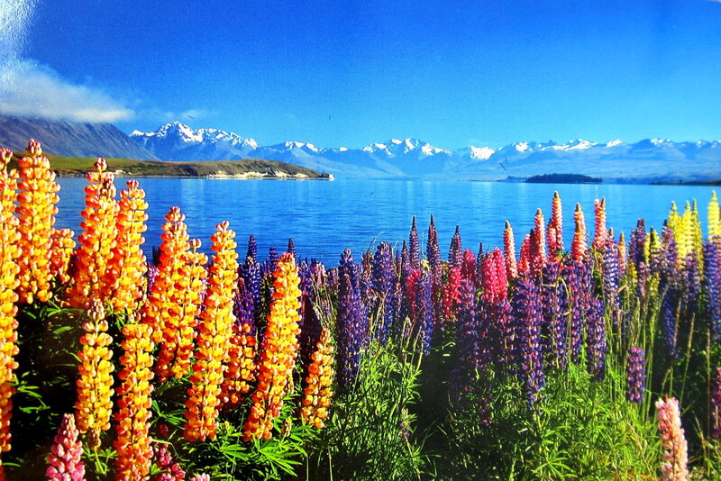 Colorful Lupine Flowers — Blue