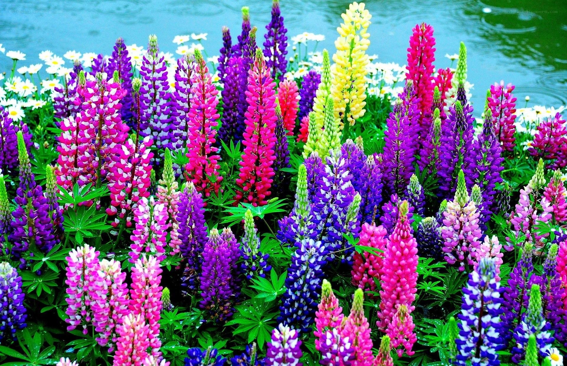 Colorful lupine flowers by water