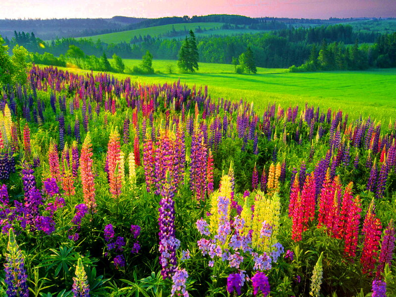 Colorful Lupine Flowers — Green