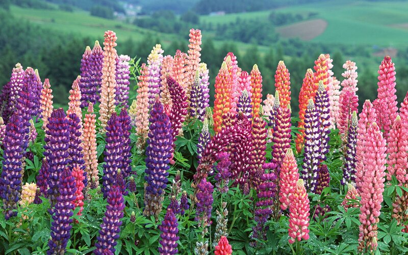 Colorful lupine flowers in a field