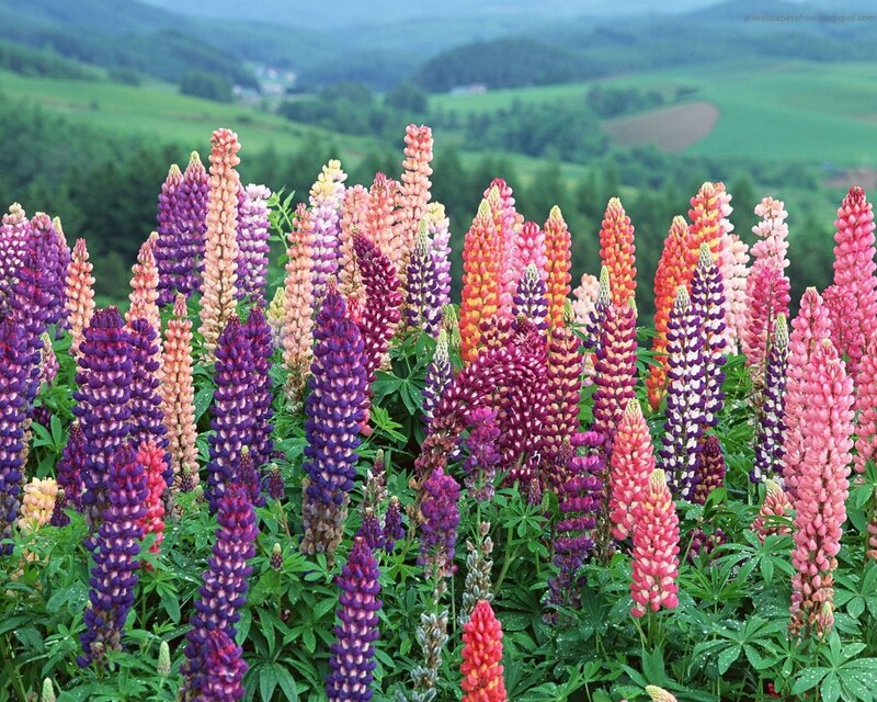 Colorful lupine flowers in a field