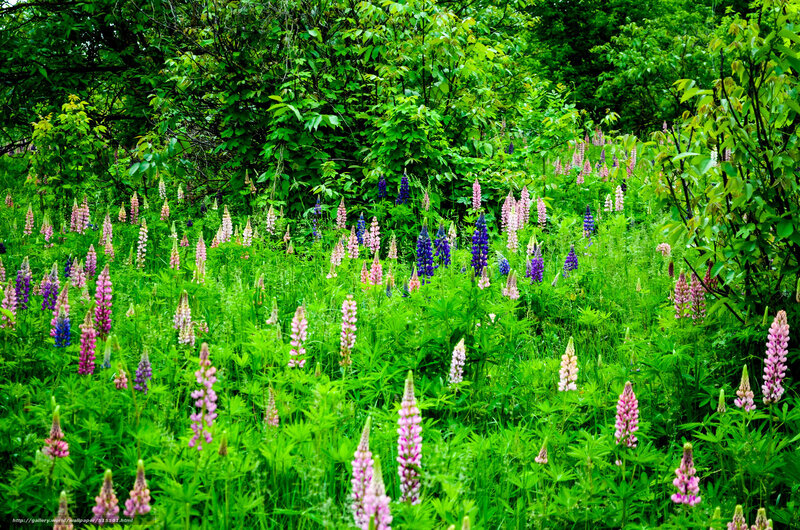 Colorful lupine flowers in a meadow