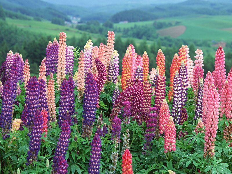 Colorful lupine flowers in a valley