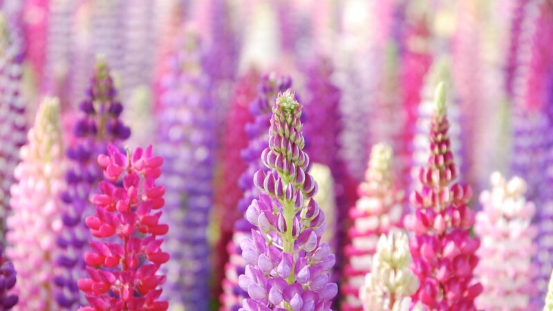 Colorful lupine flowers in bloom