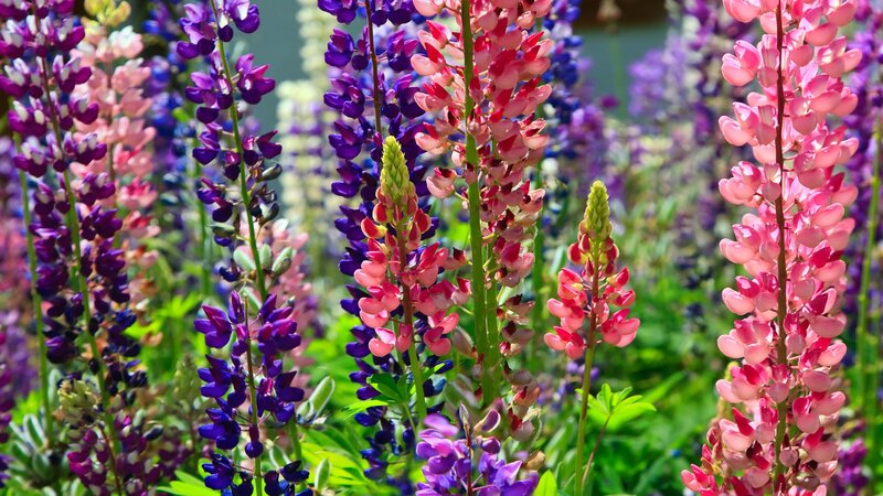 Colorful lupine flowers in bloom
