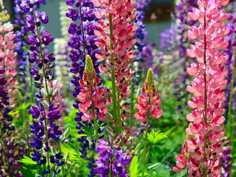 Colorful lupine flowers in bloom