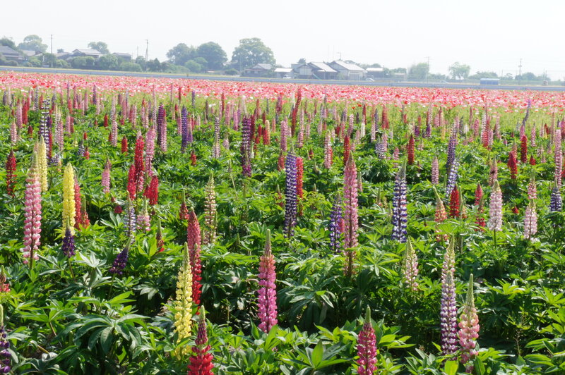 Colorful Lupine Flowers — Pink, Serene