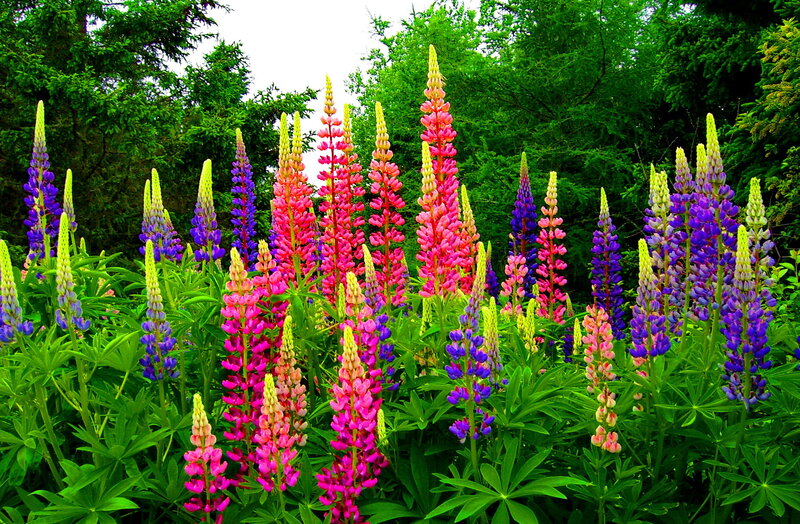 Colorful Lupine Flowers — Pink, Vibrant, Spring