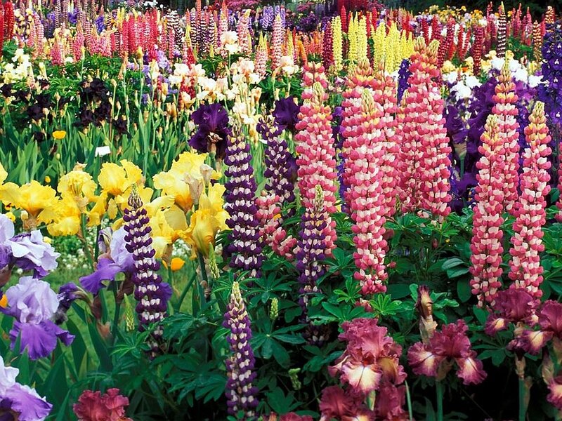 Colorful Lupine Flowers — Pink, Vibrant