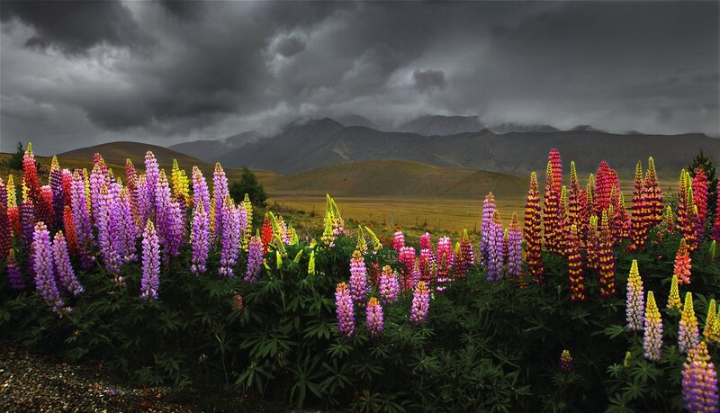 Colorful Lupine Flowers — Purple, Dramatic