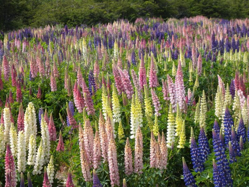 Colorful Lupine Flowers — Purple, Serene