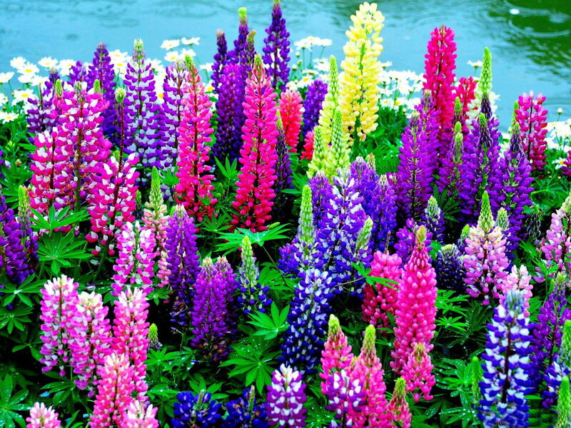 Colorful Lupine Flowers — Purple