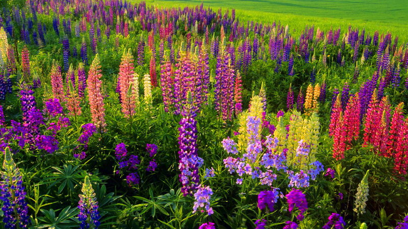 Colorful Lupine Flowers — Purple, Vibrant, Afternoon
