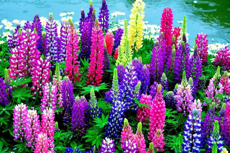 Colorful Lupine Flowers — Purple, Vibrant