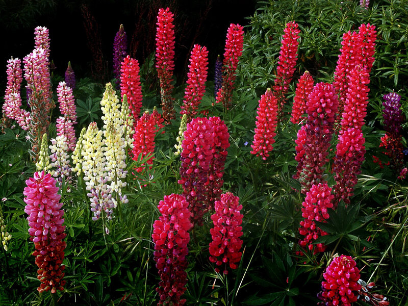 Colorful Lupine Flowers — Red