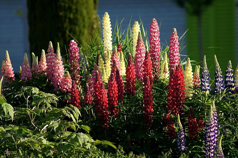Colorful Lupine Flowers — Red, Vibrant