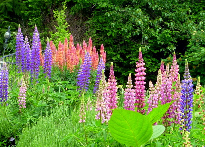 Colorful Lupine Flowers