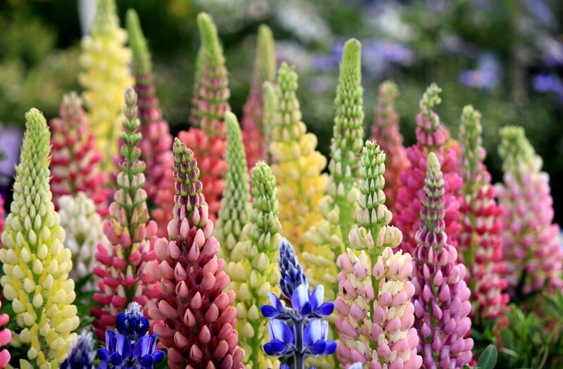 Colorful Lupine Flowers — Yellow