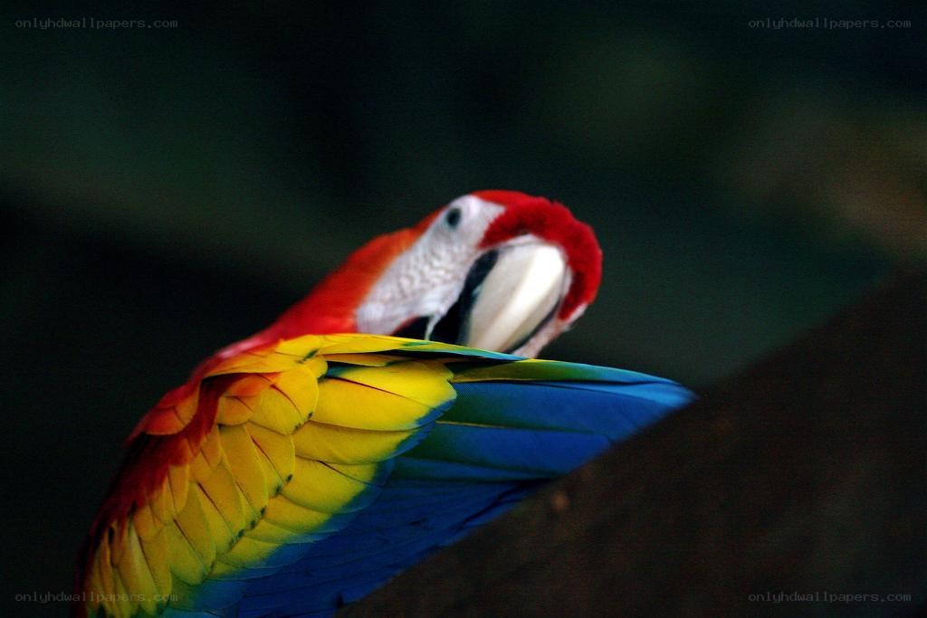 Colorful macaw on a branch