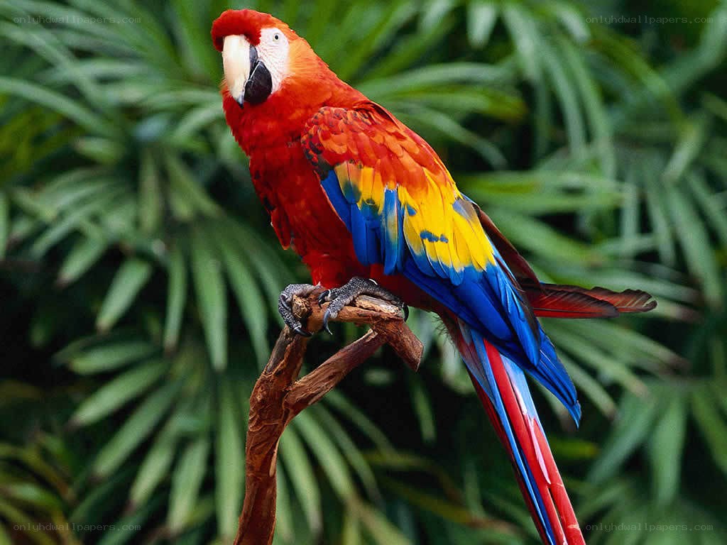 Colorful macaw on a branch