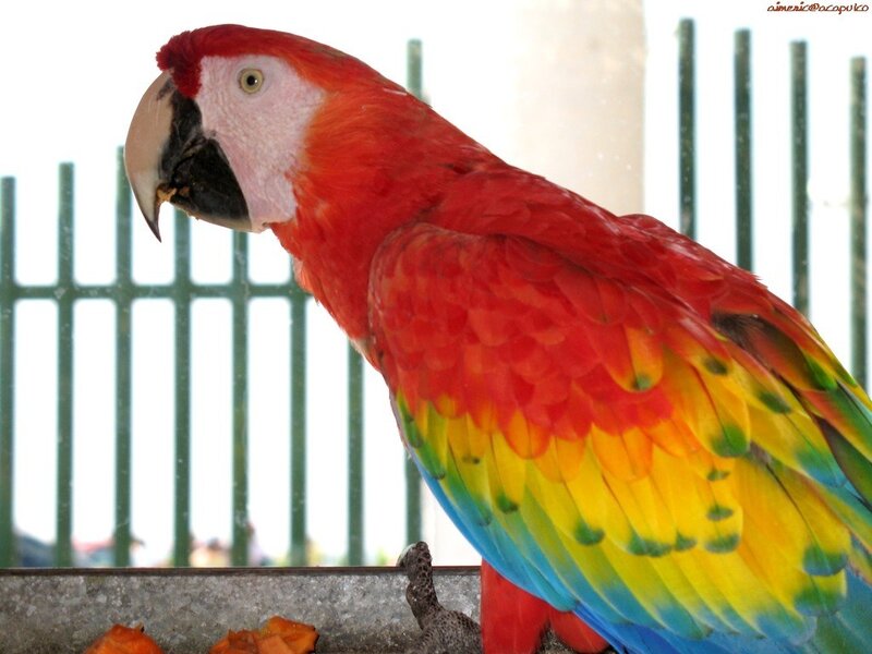 colorful macaw parrot