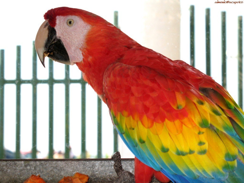 colorful macaw parrot