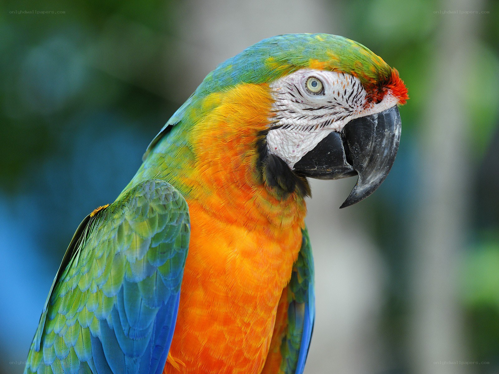 Colorful macaw parrot