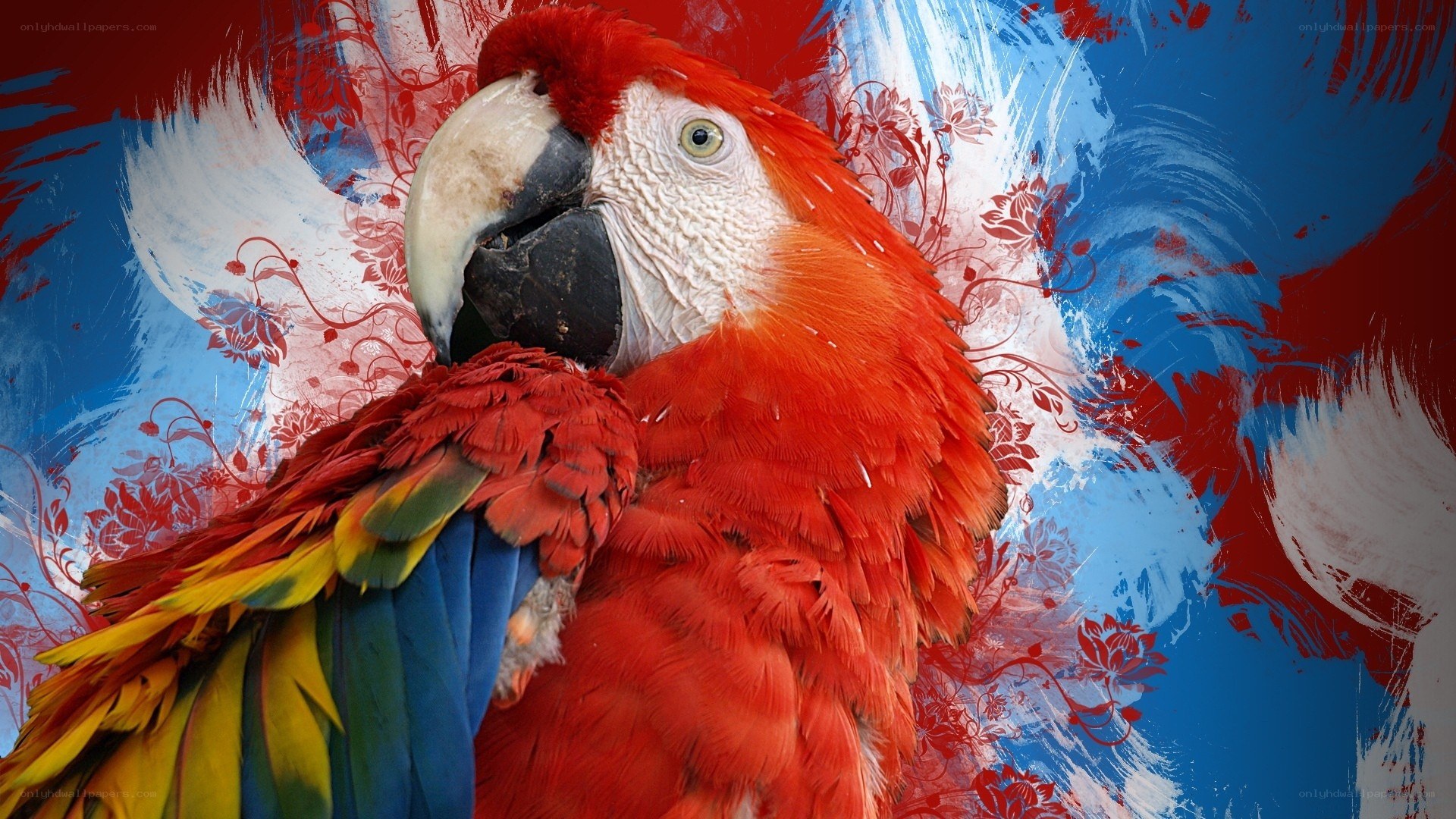 Colorful macaw parrot