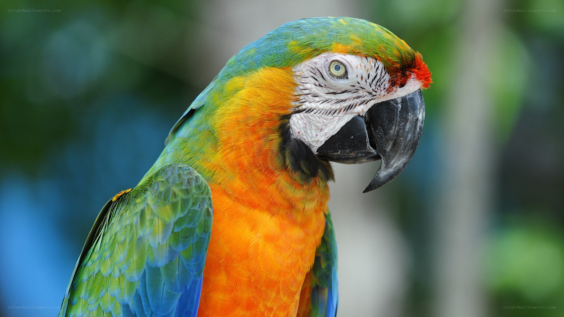 Colorful macaw parrot